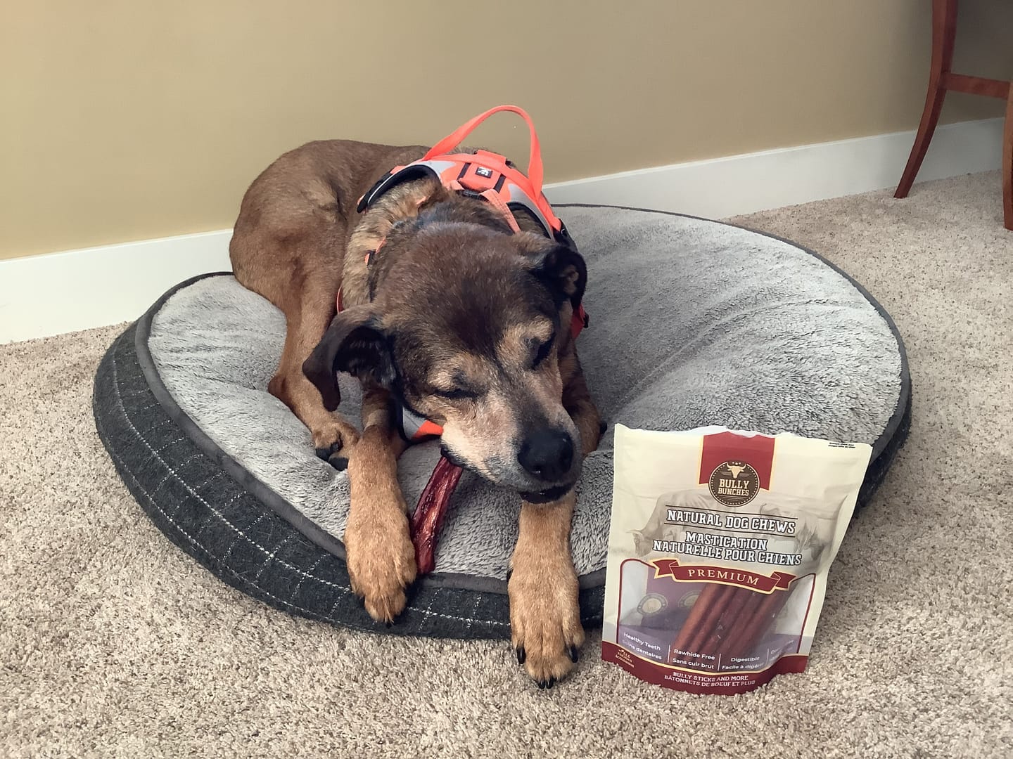 Customer photo review of 6 Inch Monster Bully Stick