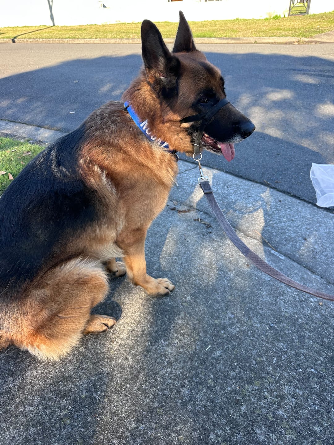 Customer photo review of Personalized Bully Proof Collar
