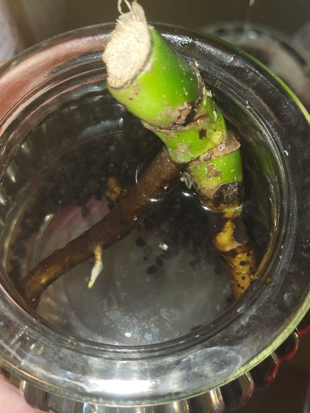 Customer photo review of Muddis Paste (Keiki Paste)