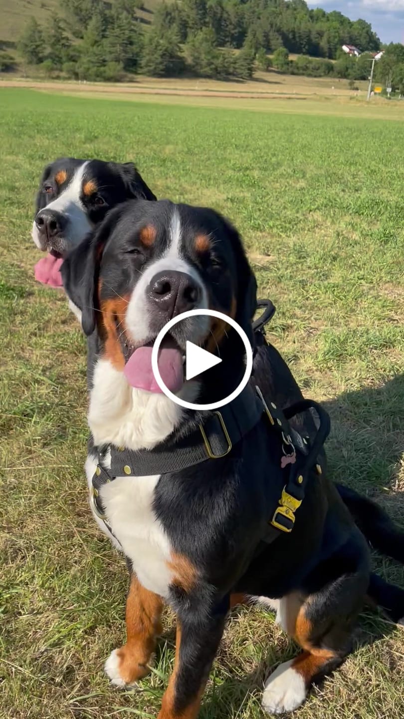 Customer video review of Easy Walk Extreme Gold Buckle Svart - Sele med snabbspänne