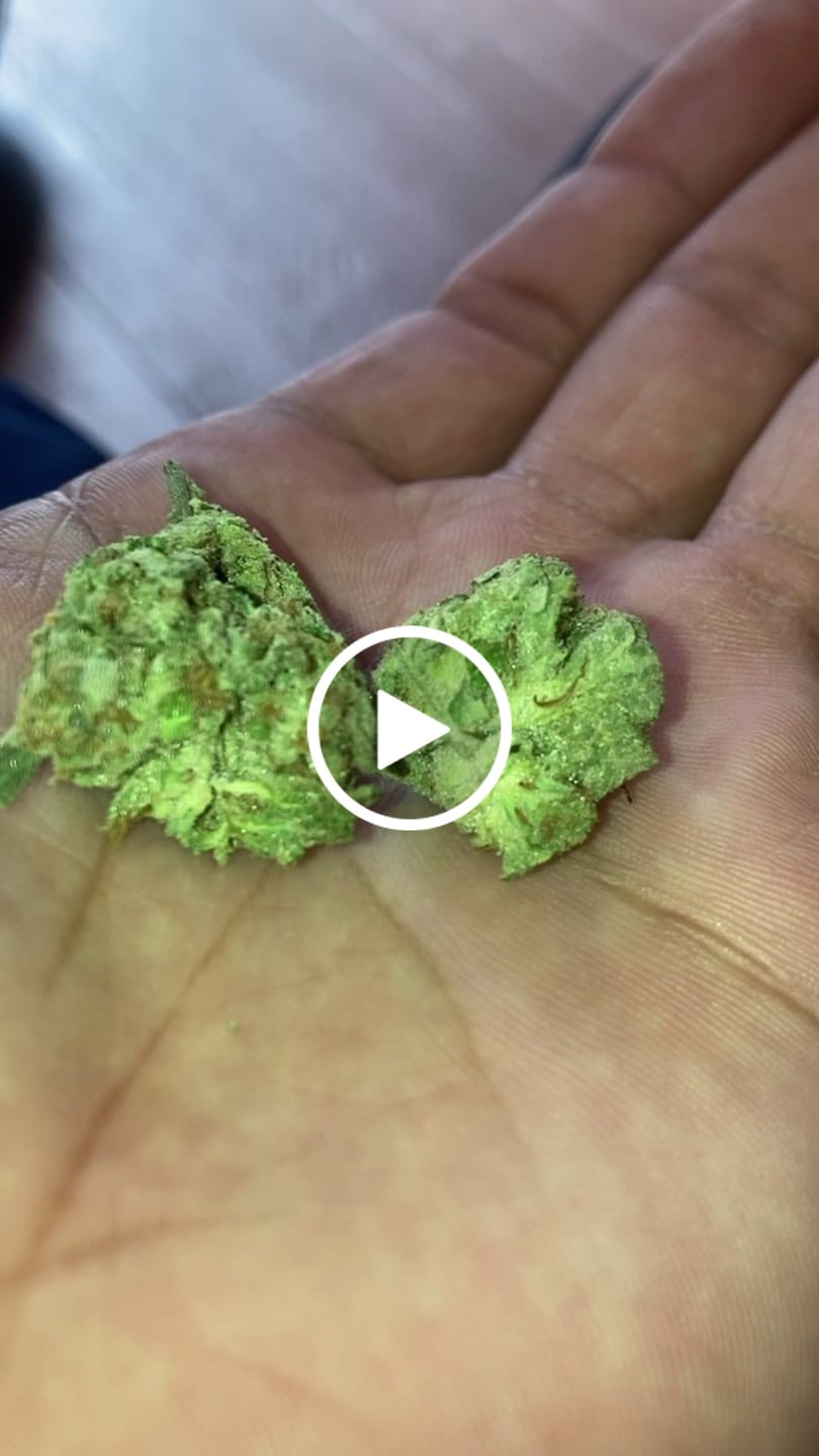 Customer video review of Gas Face - Bulk - (Indica)