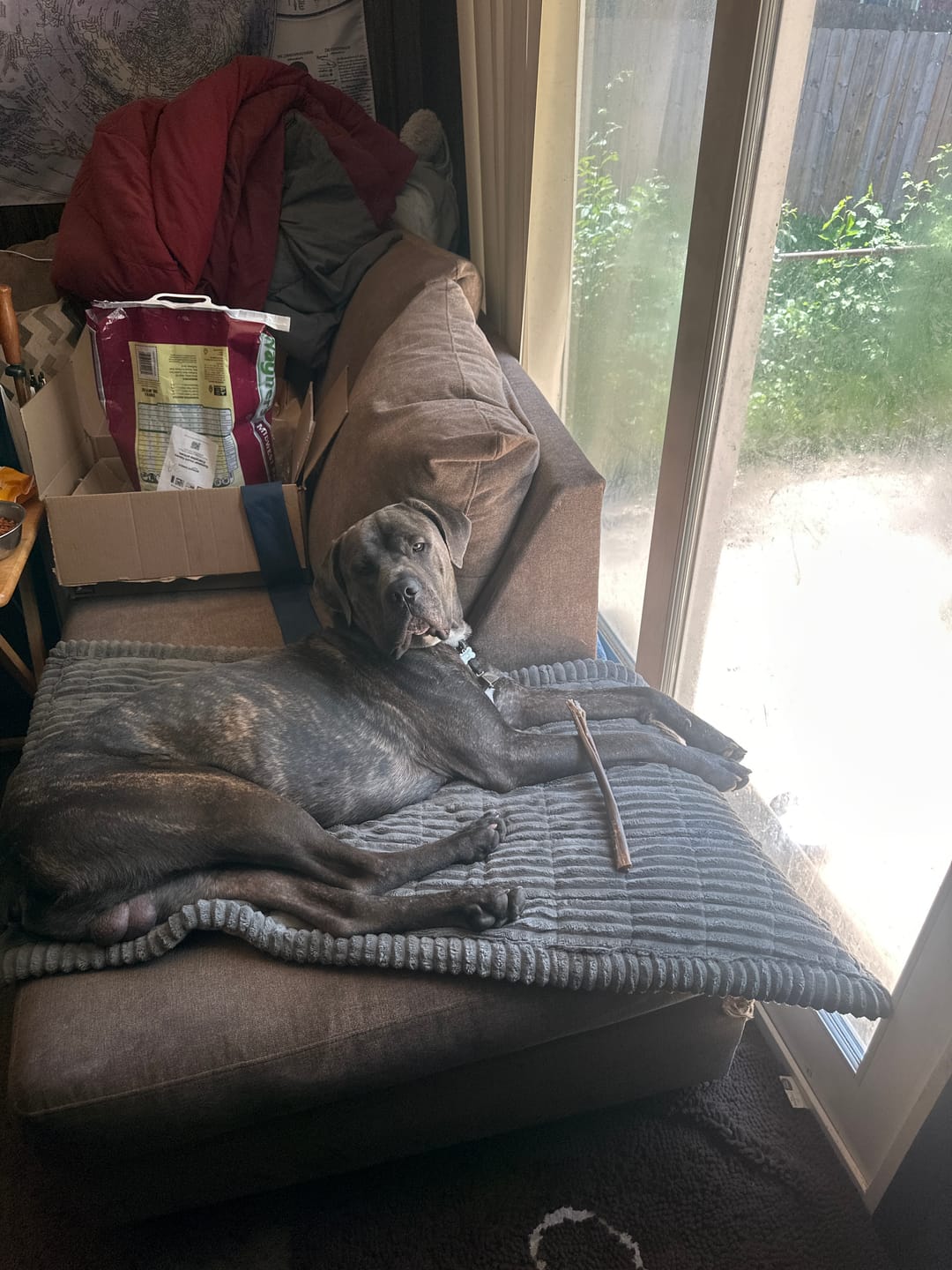 Customer photo review of Wholly Pup Gift Card