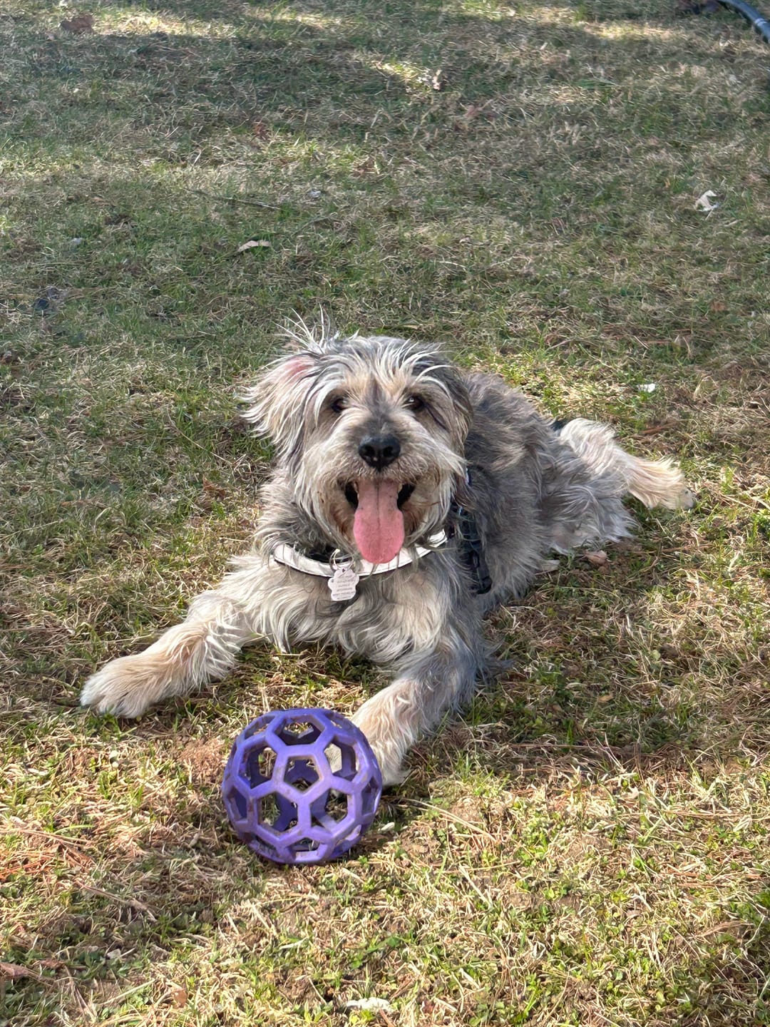 Customer photo review of COMBO GRAND STRESS pour chiens et chats: TOXY, PEASY