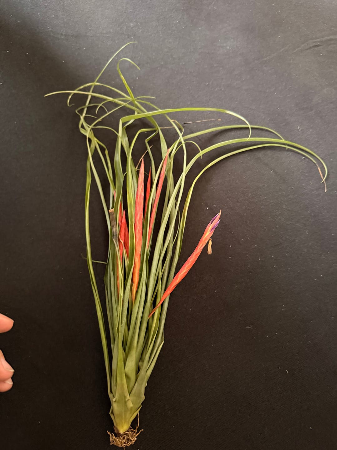 Customer photo review of Tillandsia flabellata 'L'