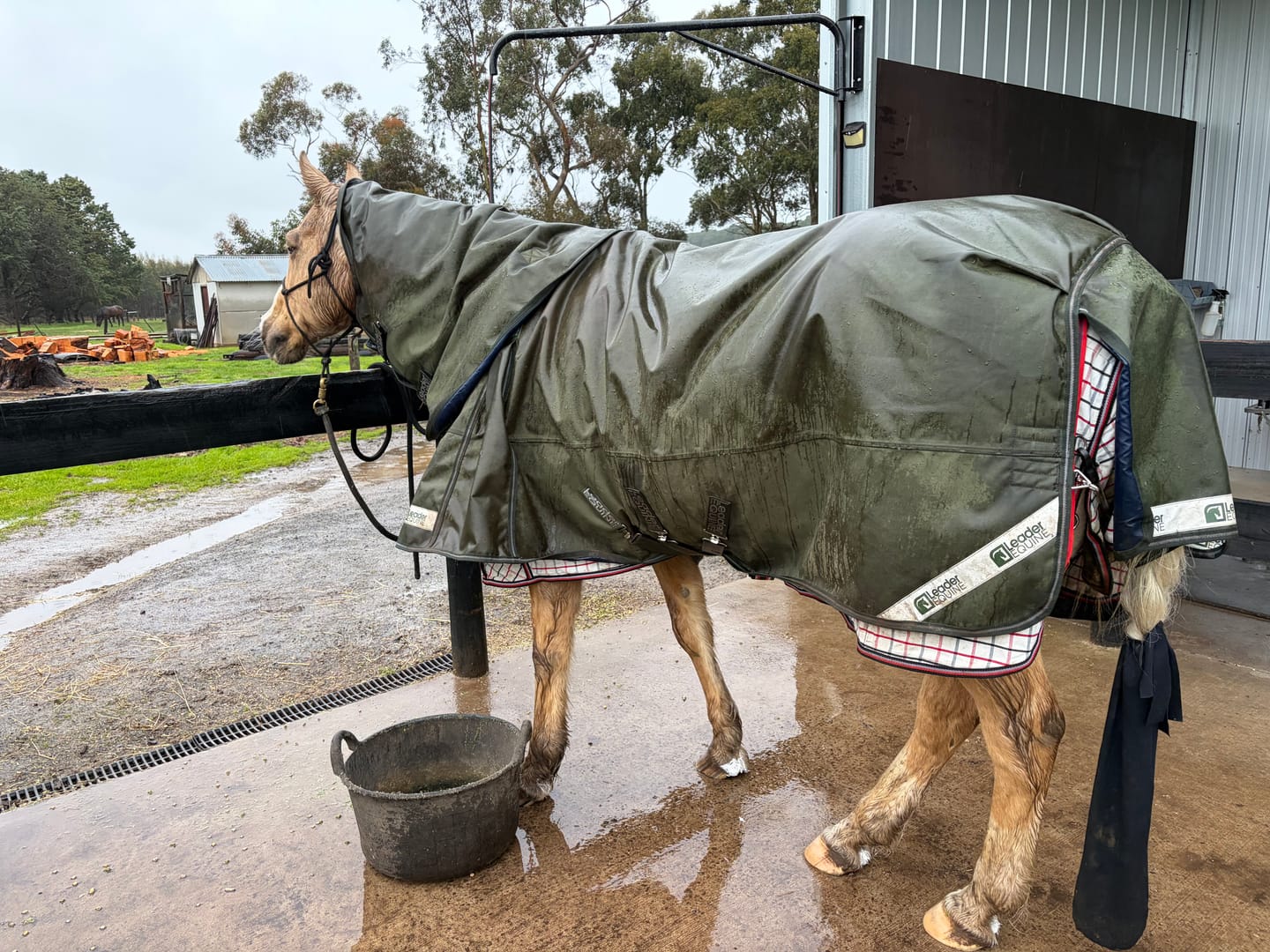 Customer photo review of LE Boxter Turnout 100g