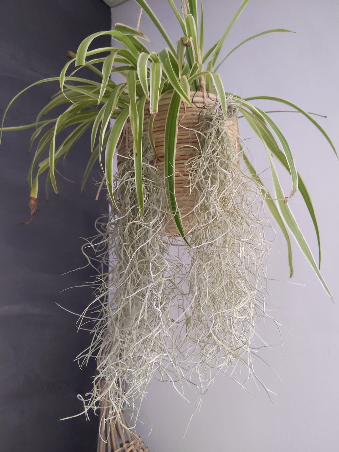 Customer photo review of 3er Set - Tillandsia usneoides - Louisianamoos -