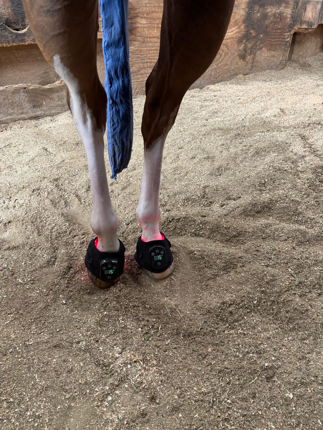 Customer photo review of HorseHalo™ HaloLegs Mini