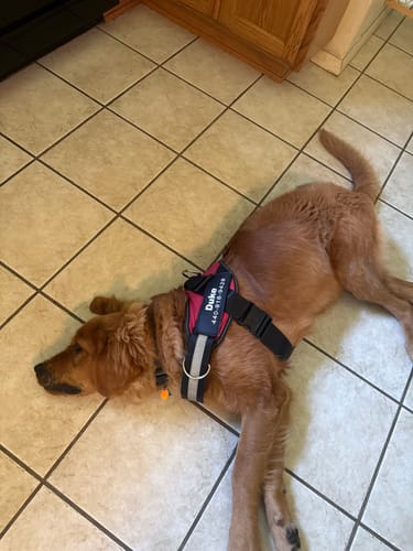 Customer's golden retriever wearing the red and black harness with a front D-ring attachment while lying on a tile floor.