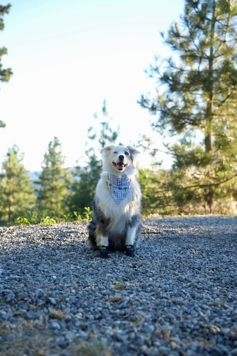 Customer photo review of The Shortie All Season Dog Shoes / Boots