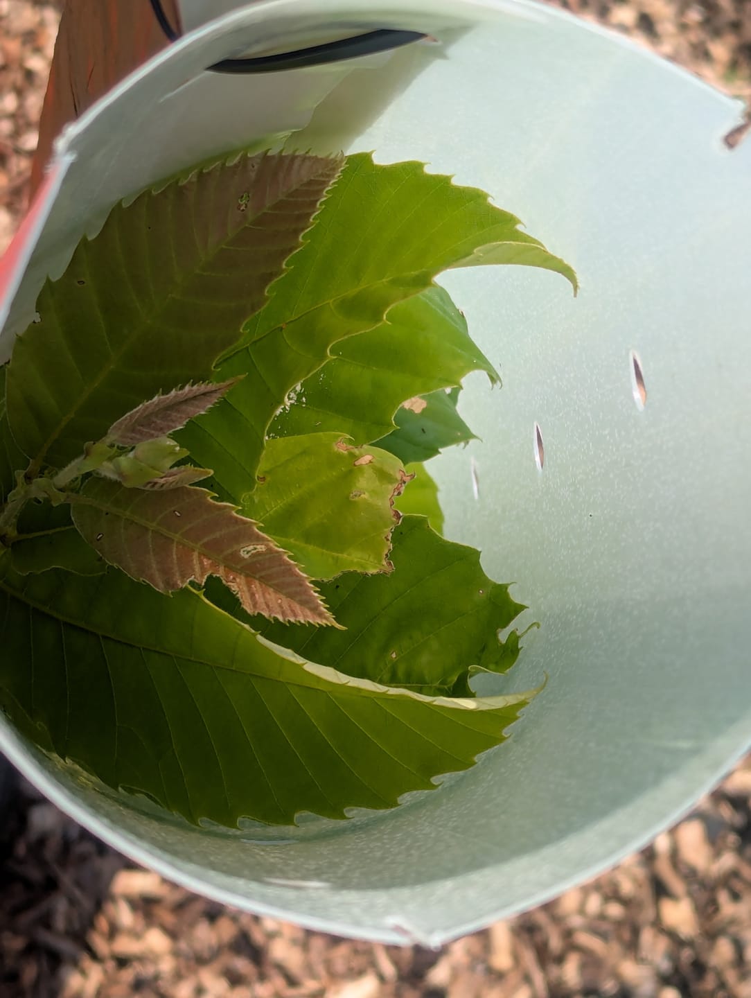 Customer photo review of Hybrid Chestnut