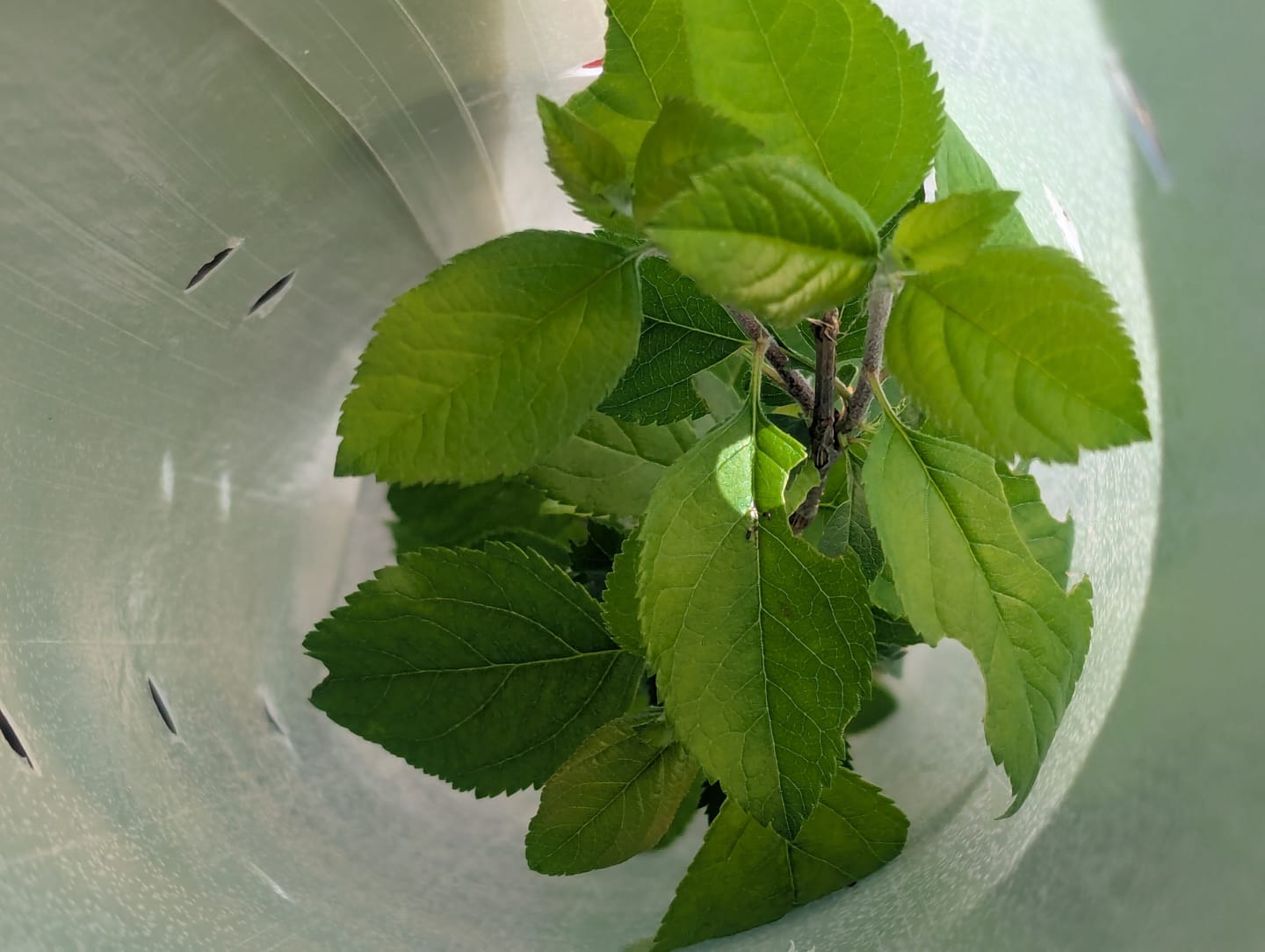 Customer photo review of Wild Crabapple