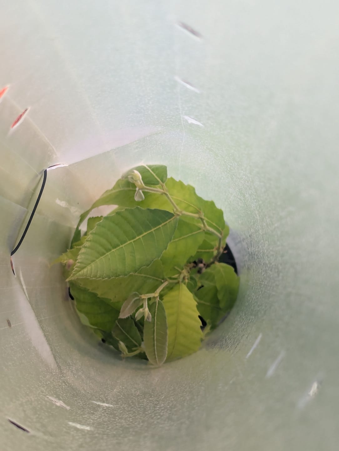 Customer photo review of Late Drop Hybrid Chestnut