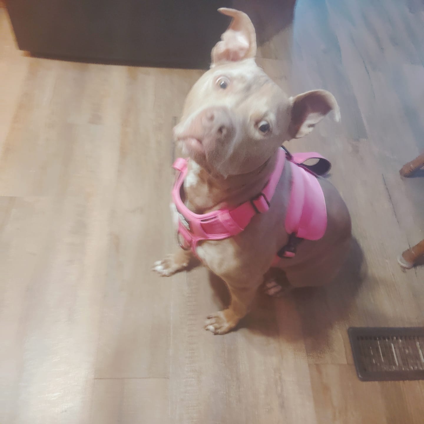 Customer photo review of No Pull Bully Proof Harness