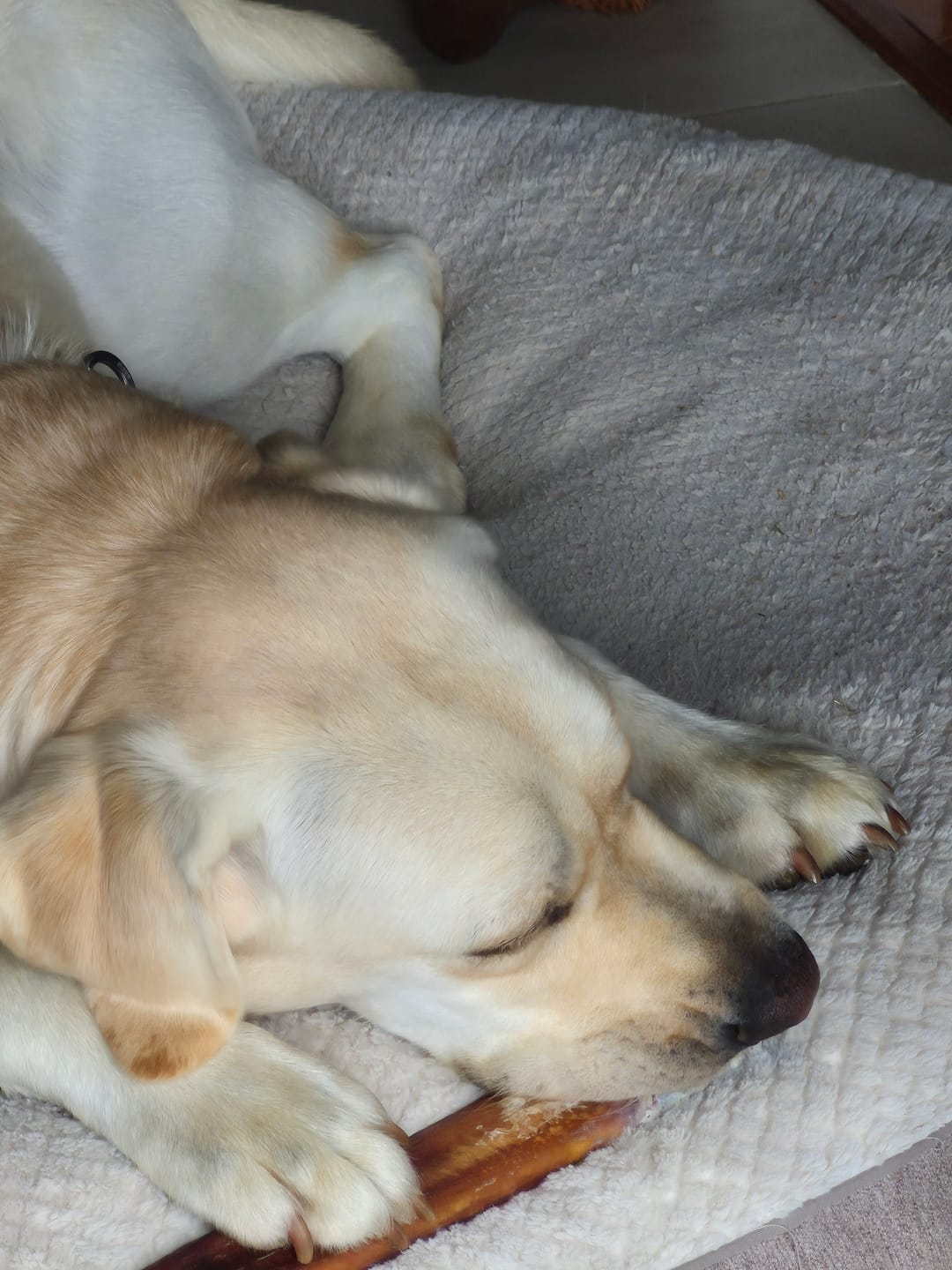 Customer photo review of 12 Inch Mega Monster Bully Stick (LIMITED)
