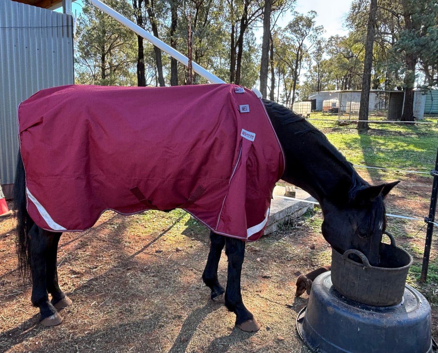 Customer photo review of LE Boxter Stable Rug 100g