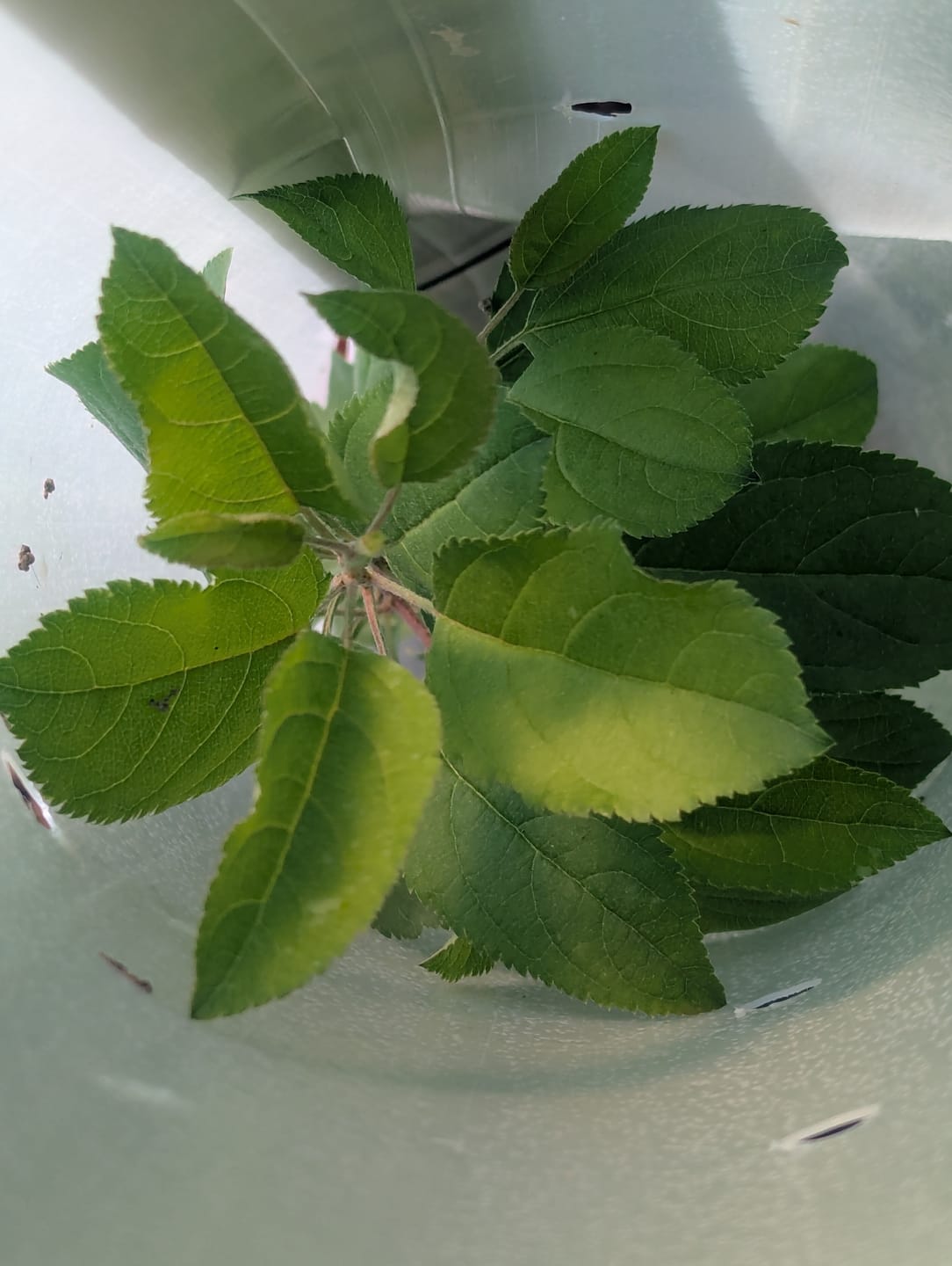 Customer photo review of Main Attraction™ Crabapple