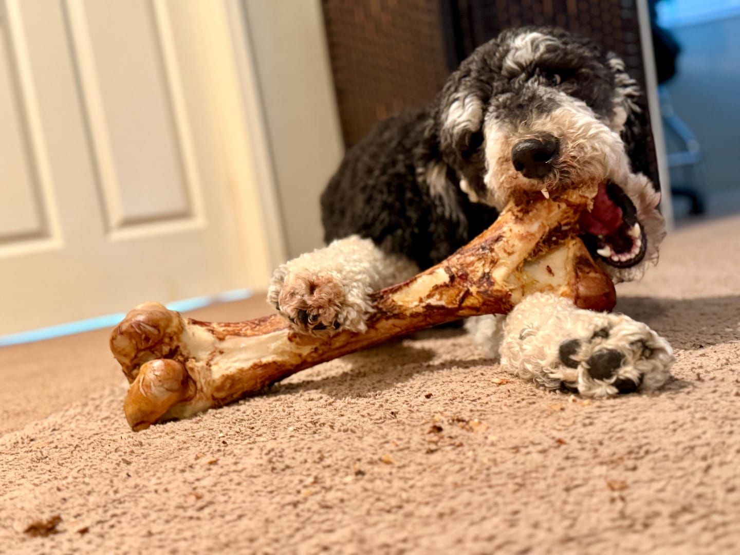 Customer photo review of Monster Femur Bone