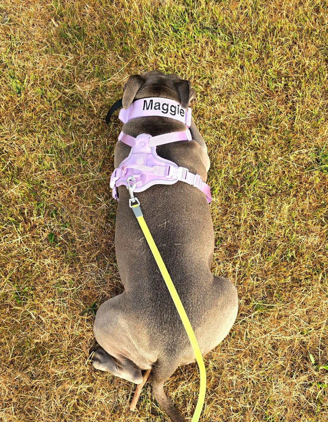 Customer photo review of Anti Pull Hurricane Harness Lighter | With Handle - Lavender X Ube