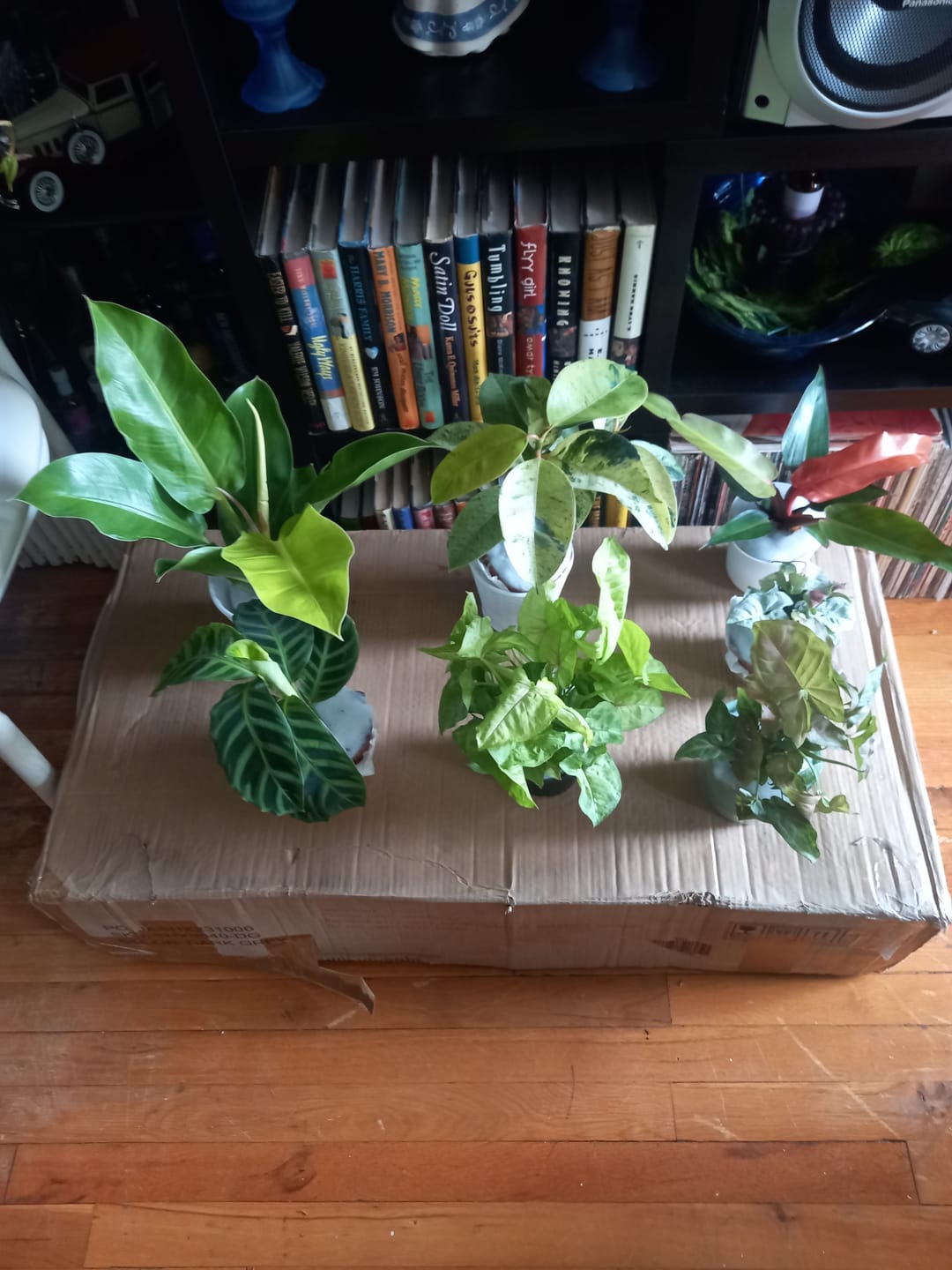 Customer photo review of Philodendron 'Moonlight'