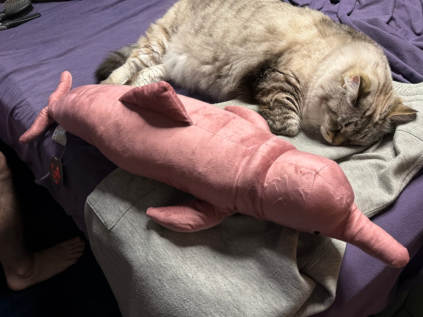 Customer photo review of Specimen 3 - Amazon River Pink Dolphin Plush