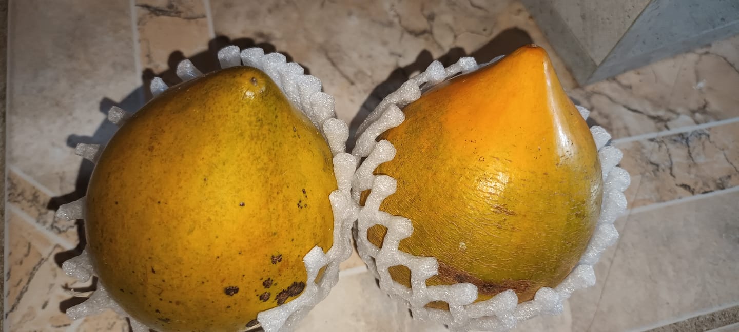 Customer photo review of Eggfruit (Canistel)