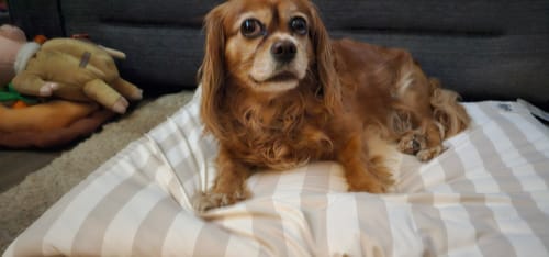 Customer photo review of Summer Breeze Cooling Mat