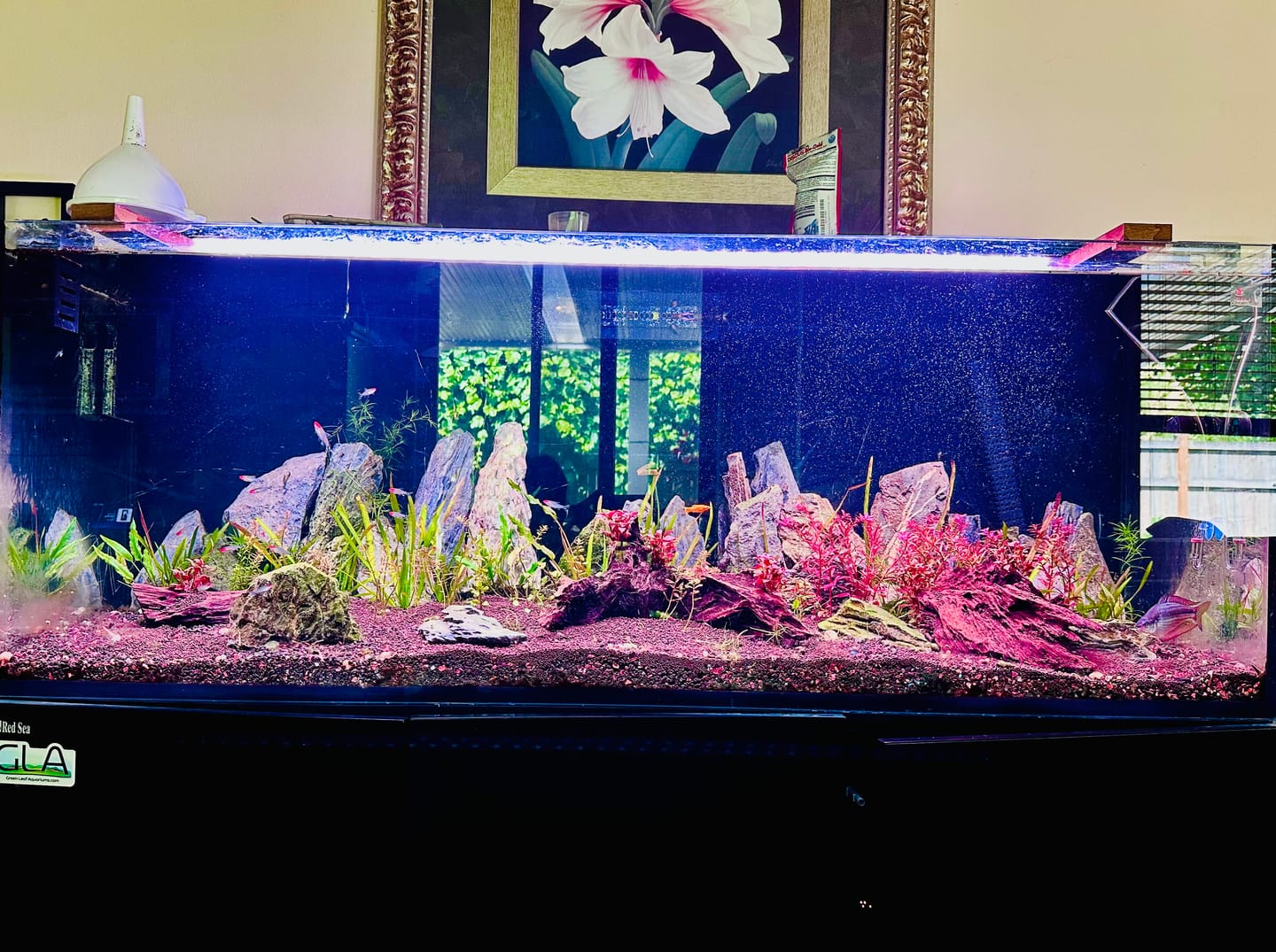 Customer photo review of Chihiros WRGB II Pro LED Light