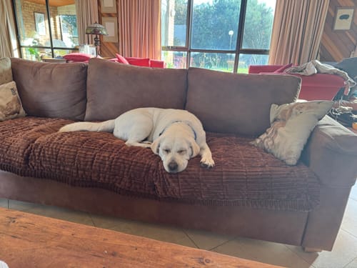 Customer photo review of Cosy Couch - Couch Cover