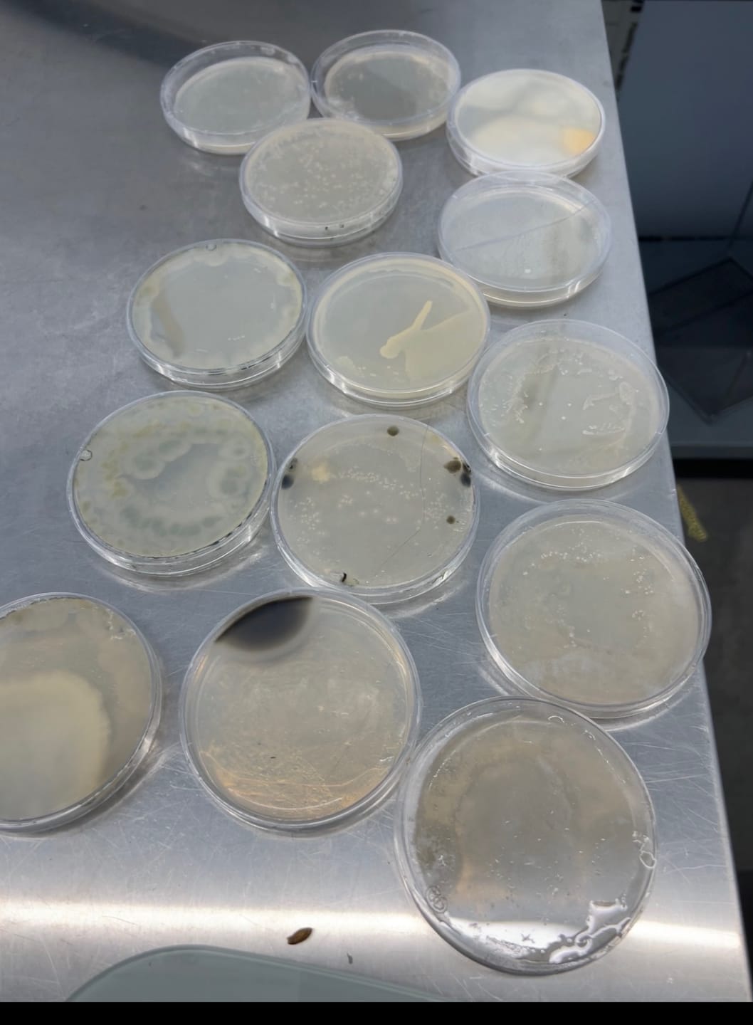 Customer photo review of Premium Sterilized Malt Extract Agar Plates - 10 Pack