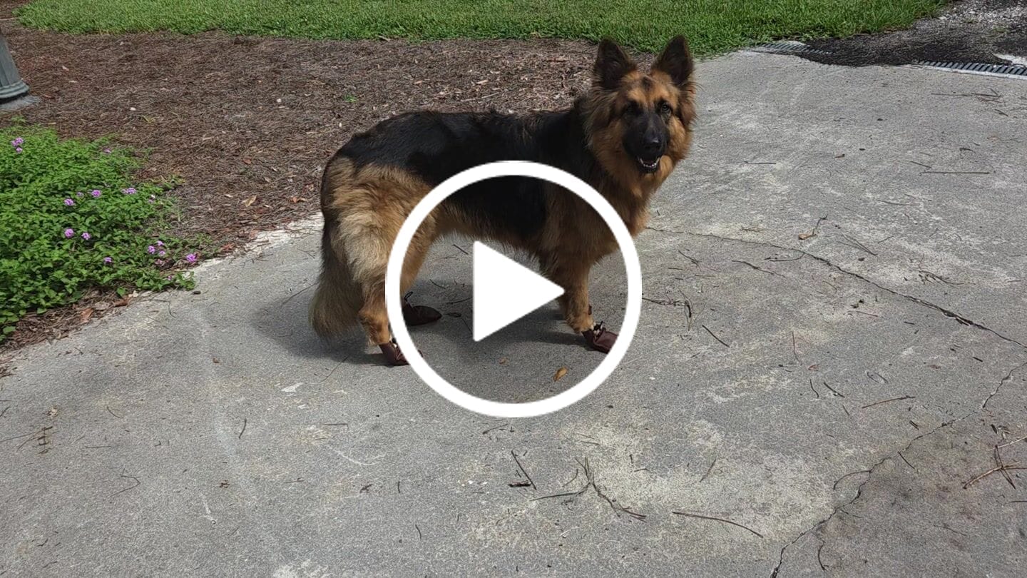 Customer video review of The Lariat Cinch - Dog Boots - Full Set