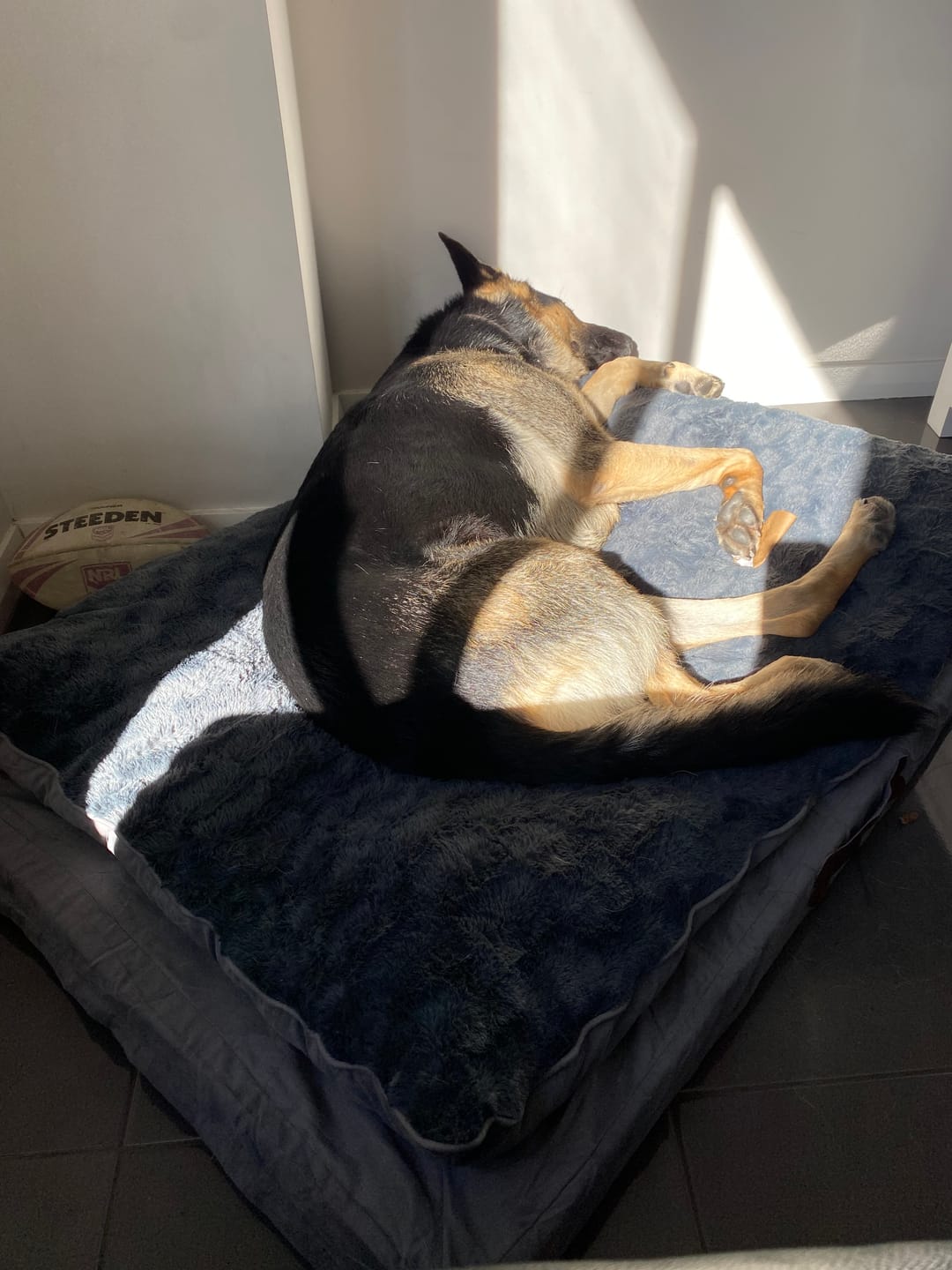 Customer photo review of Dog Memory Foam Mattress