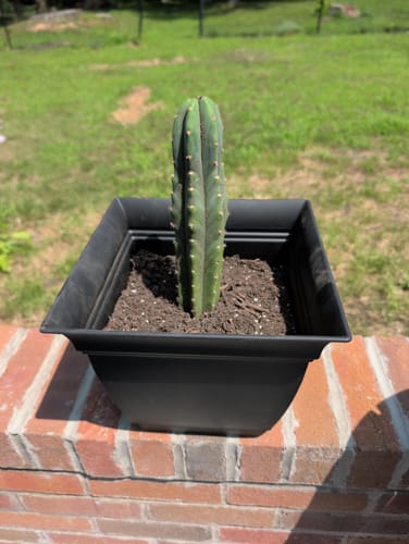 Customer photo review of Imperfect Trichocereus Pachanoi | Imperfect San Pedro Cactus
