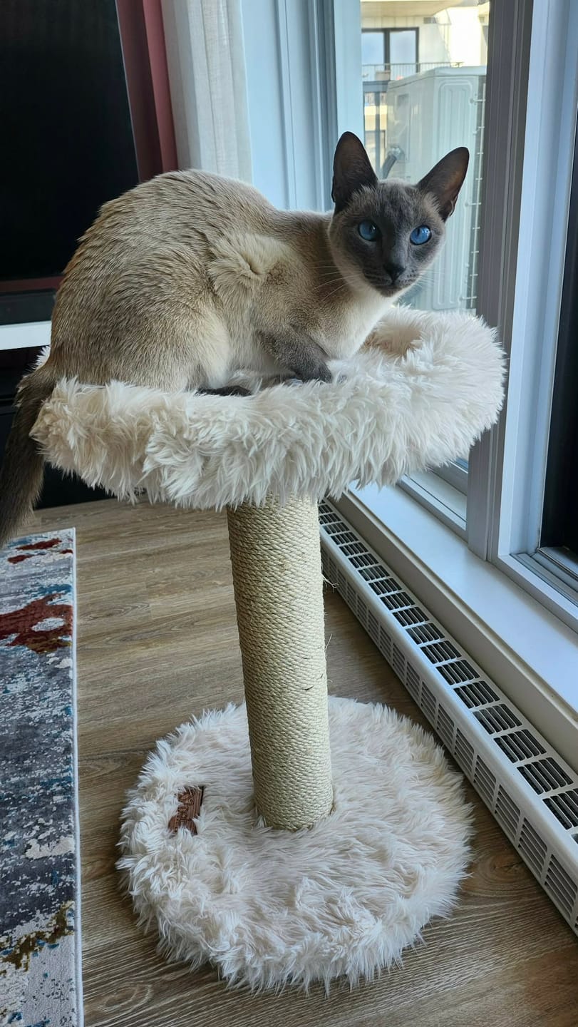 Customer photo review of The Blush Perch – 1-Level Cat Tree