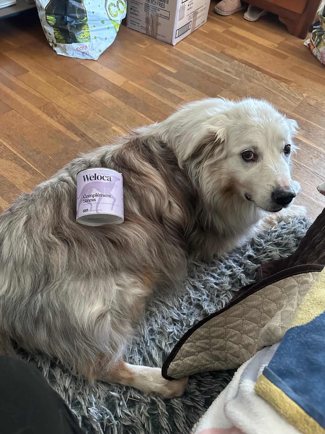 Customer photo review of Complément stress  | Chien