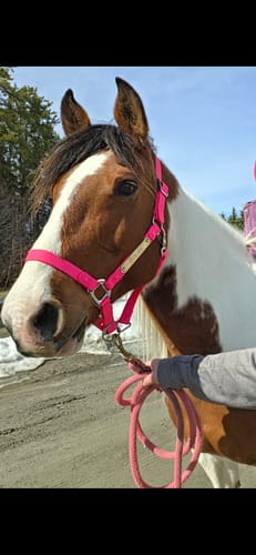 Customer photo review of iCavalos - Horse halter (7 Days)