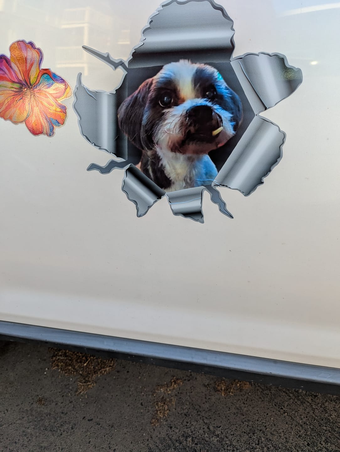 Customer photo review of Peeking photo – Personalized Car Sticker