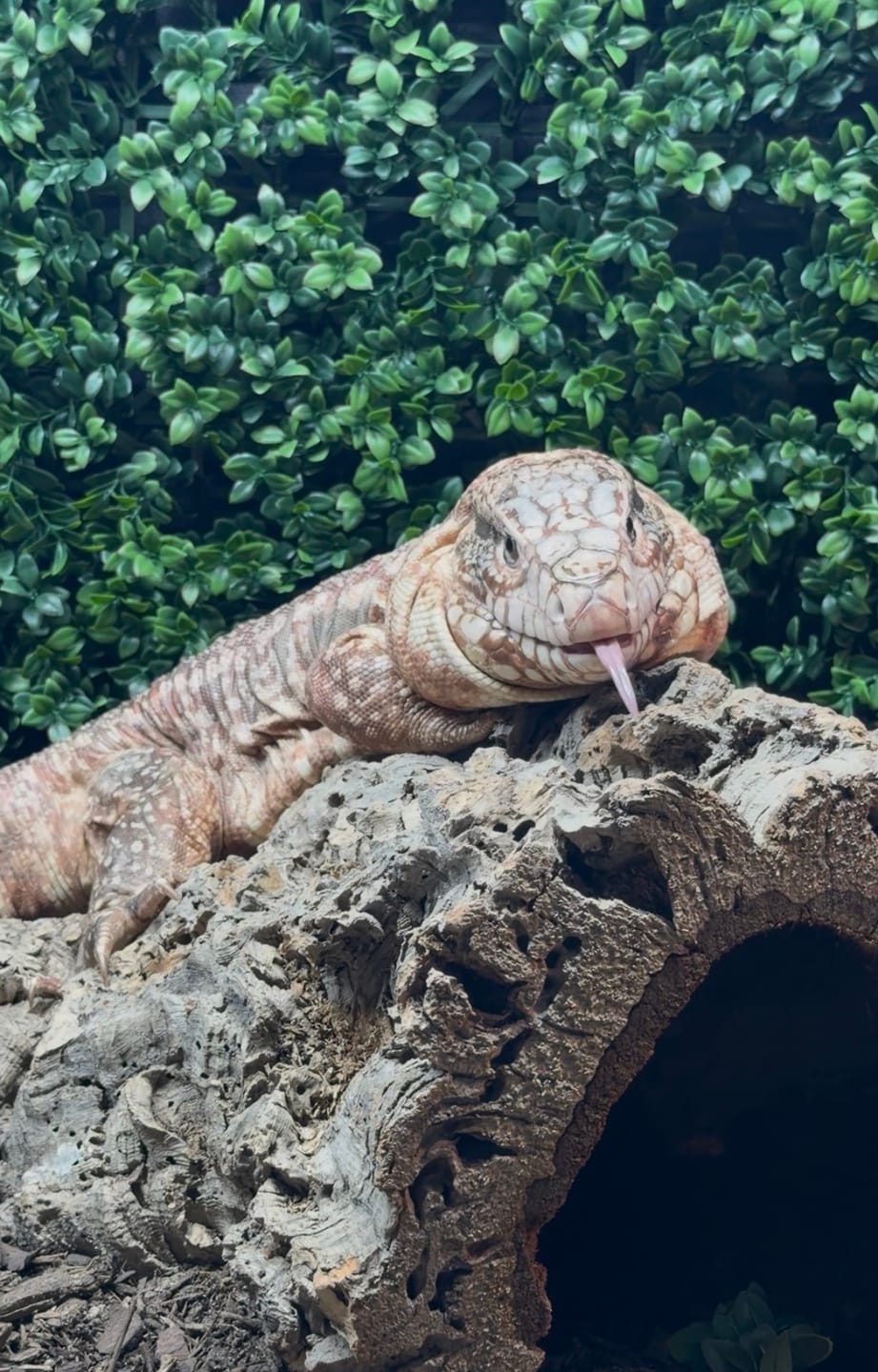 Customer photo review of 96"x48"x48" / 8'x4'x4' Premium PVC Reptile Enclosure