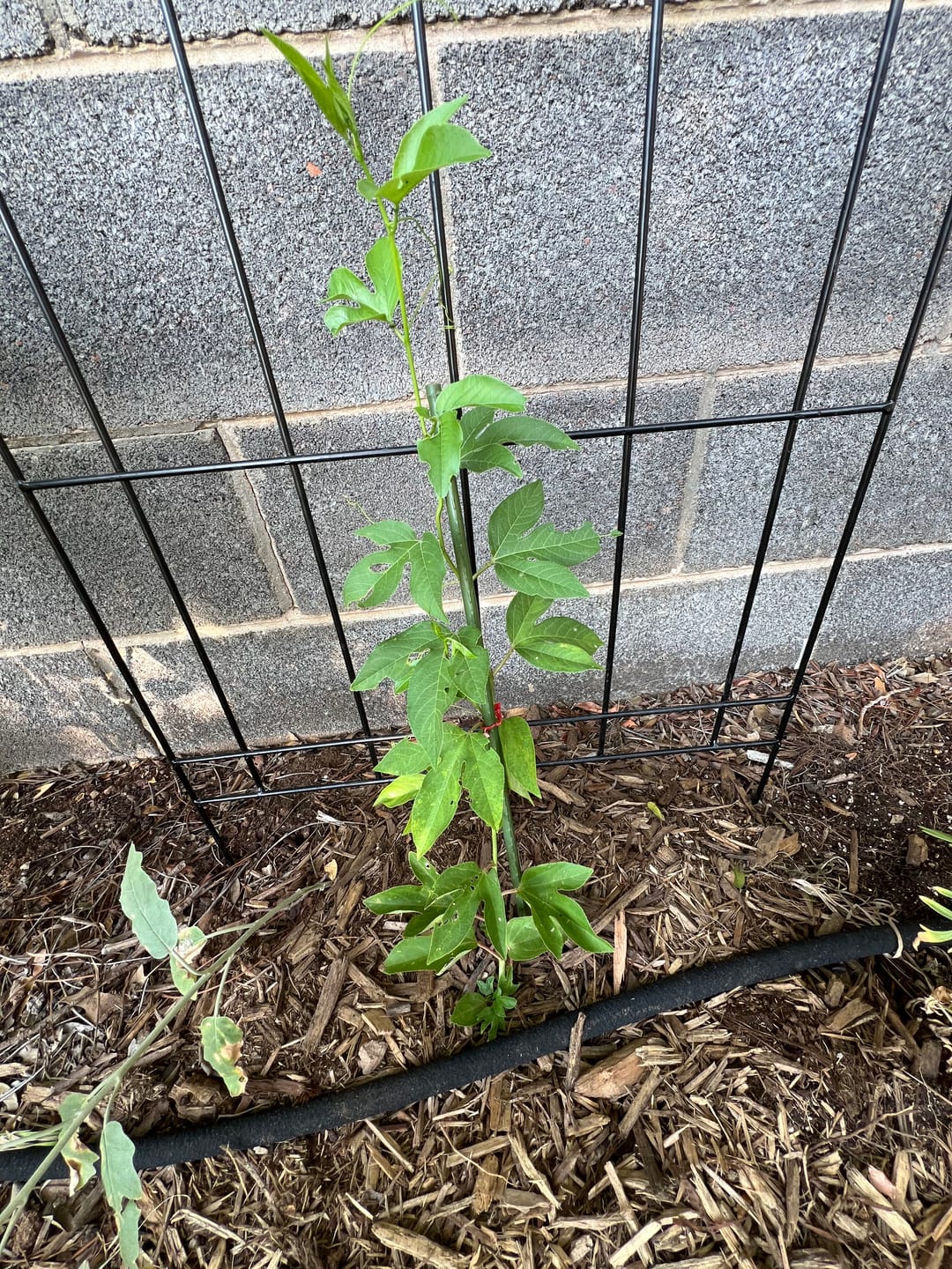 Customer photo review of Maypop