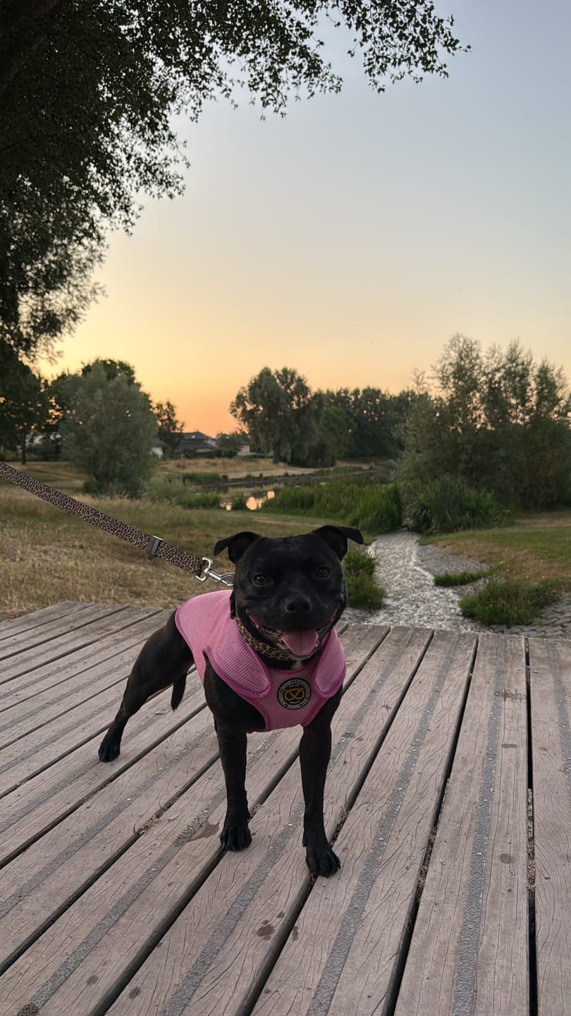 Customer photo review of Staffordshire Bull Terrier 1935® Cooling Vest - Baby Pink