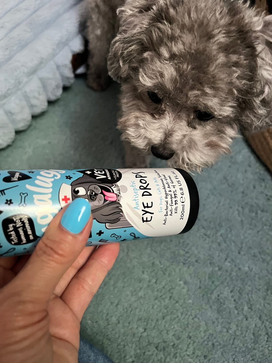 Customer photo review of Antiseptic Eye Drops for Dogs, Cats & Pets