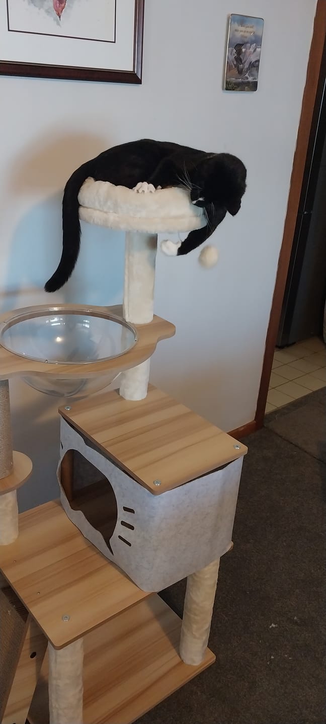 Customer photo review of Wooden Multi-level Cat Tree Tower 120cm