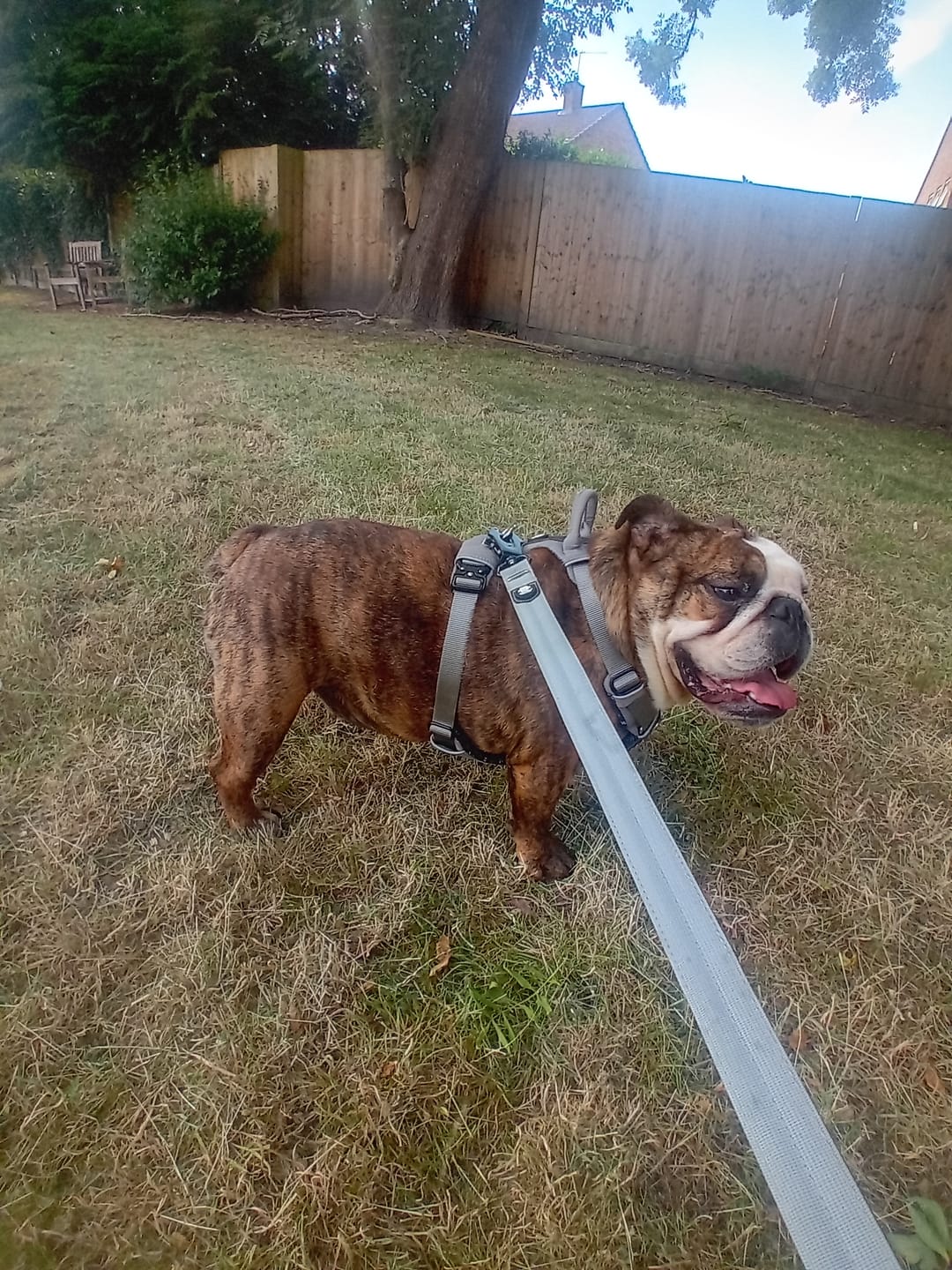 Customer photo review of Bullyion Pro Power ® Dog Collar with Handle Tactical Military Grade Heavy Duty 5cm Width