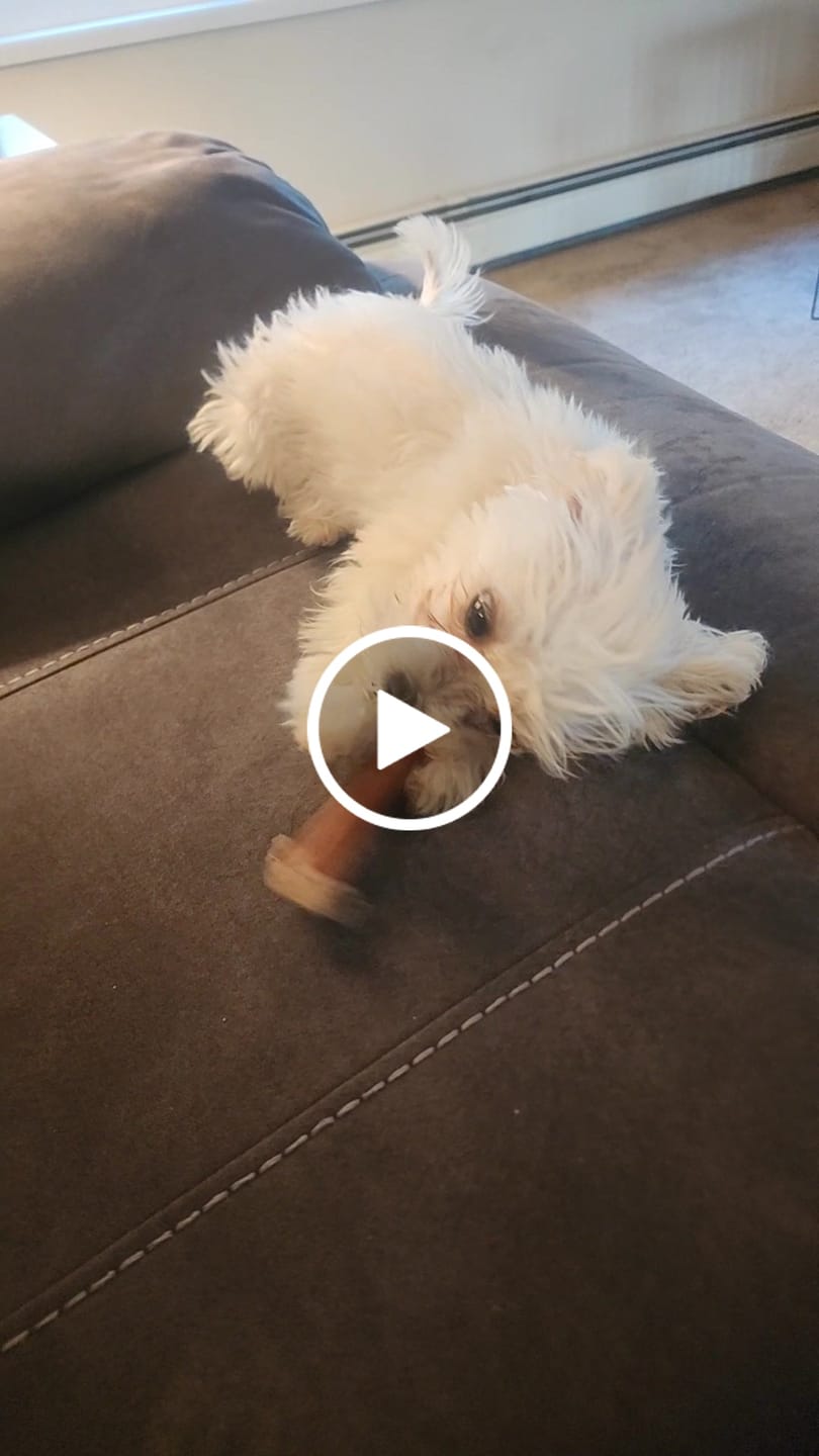 Customer video review of Smoked Bully Sticks