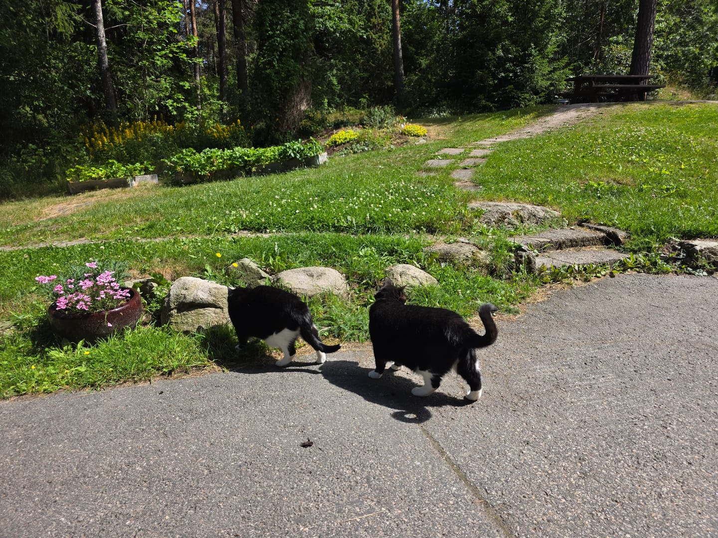 Customer photo review of AirTrackTag Kattpaket