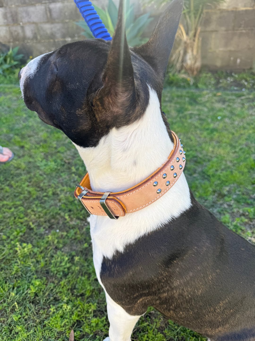 Customer photo review of Hand Made Leather Dog Collar- RuffNeck Buckskin & Chrome (Regular Fit)