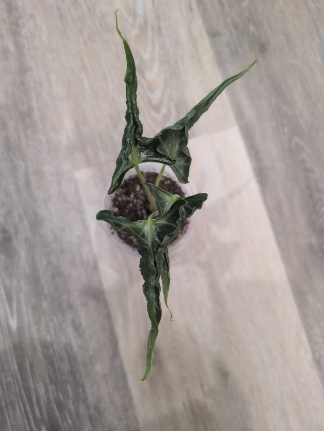 Customer photo review of Alocasia ‘Loco’
