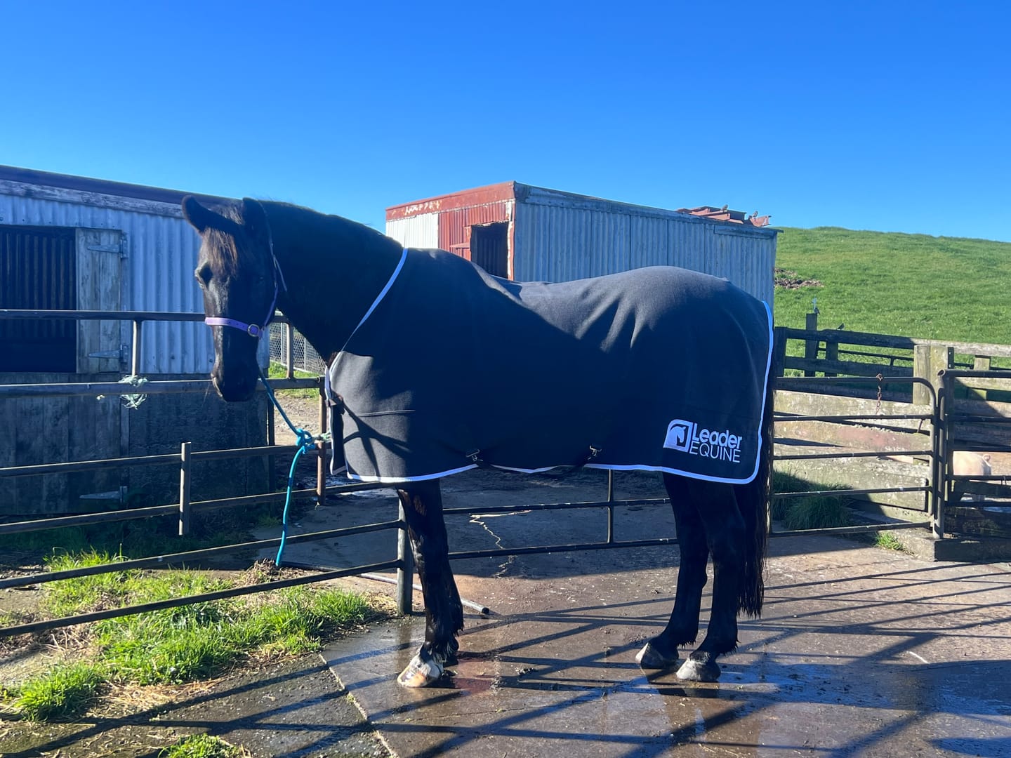Customer photo review of LE Champion Wool Show Rug