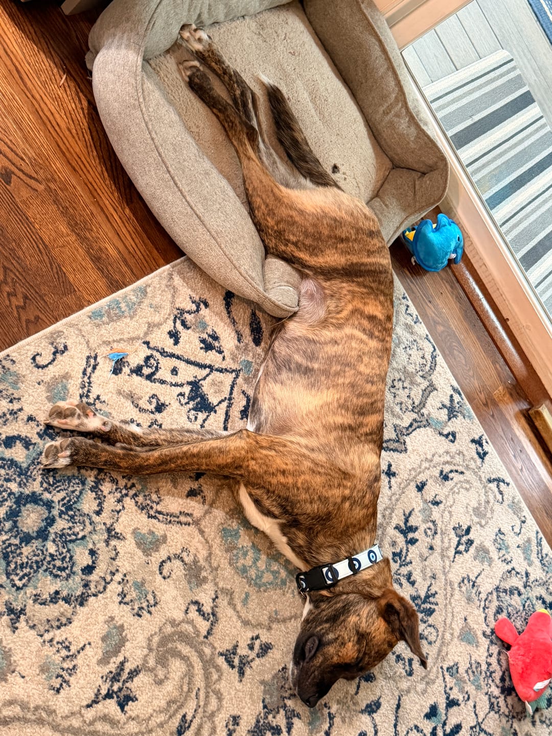 Customer photo review of Blue Evil Eye Dog Collar — Adjustable Pup Protection