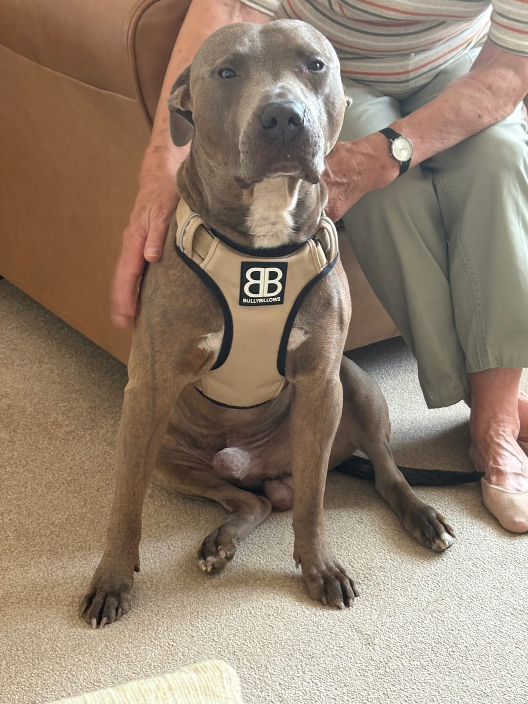 Customer photo review of Comfort Premium Harness | Non Restrictive - Tan