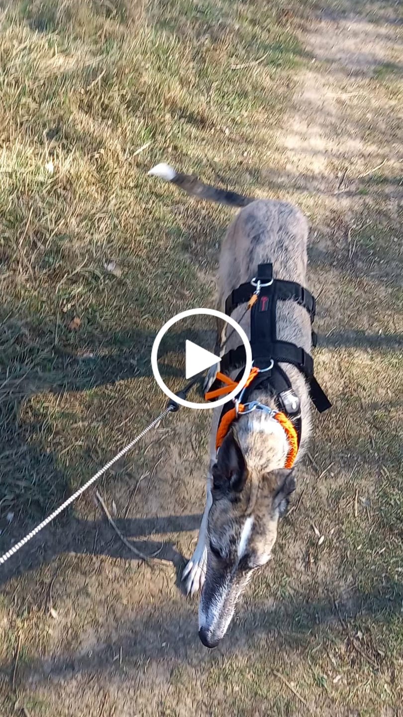 Customer video review of Darmflora Test Basic Hund